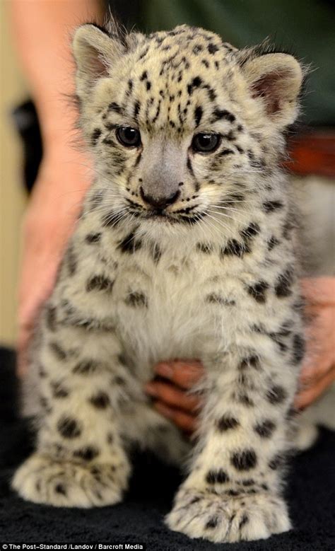 Snow Leopard Cub Who Was Saved From The Womb Makes Debut