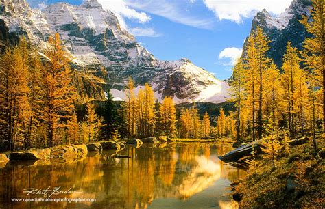 Photographing In Autumn At Lake Ohara By Robert Berdan The Canadian