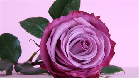 49 Beautiful Purple Roses Wallpapers