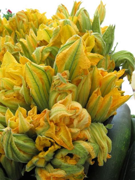 We did not find results for: Squash blossoms: | Edible flowers, Zucchini blossoms ...