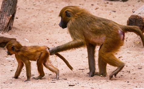 Red Buttock Baboons Are An Inherent Part Of Kenya They Are Easily