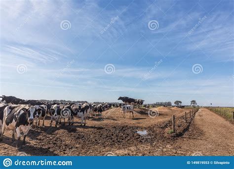 Dairy Cows Stock Images Download 26230 Royalty Free Photos