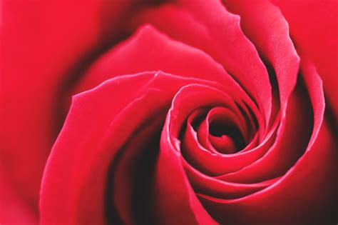Download Red Rose Flowers Royalty Free Stock Photo And Image
