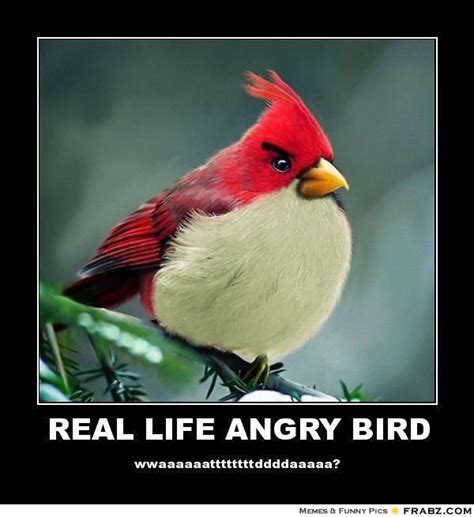 The Absolutely Best Bird Memes Ever
