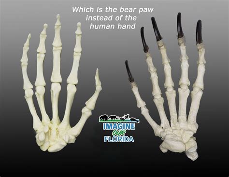 Hand Vs Bear Paw Imagine Our Florida Inc