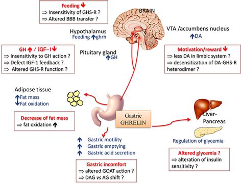 Frontiers | New Insights in Anorexia Nervosa | Neuroscience