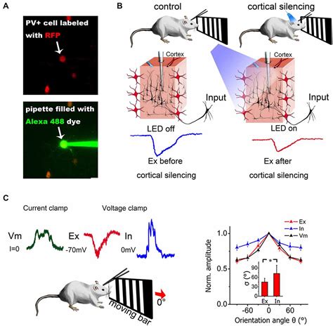 Frontiers Functional Dissection Of Synaptic Circuits In Vivo Patch