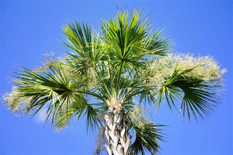 Palm Tree Flower Stock Photo Image Of Natural Beautiful 154418866