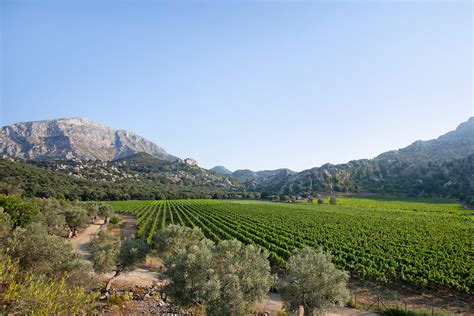 A guide to Mallorcan wine | The Thinking Traveller