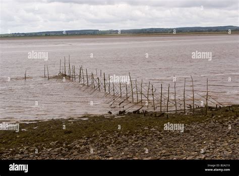 Salmon Fishing Stake Nets In The River Cree Near Creetown Wigtown Bay