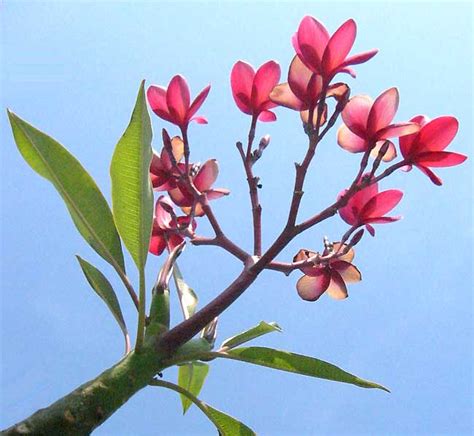 Filefrangipani Flowers Leaves Branches Sky Wikimedia Commons