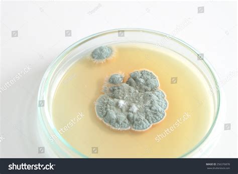 Penicillium Fungi On Agar Plate Stock Photo 256376878 Shutterstock