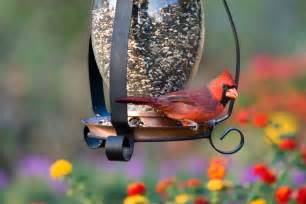 Search for anything from birds and squirrels to natural gardening & pest control. How Attracting Wild Birds to Your Backyard Helps