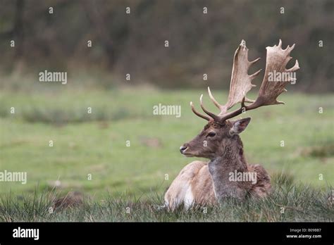 Fallow Deer Stag Resting Stock Photo Alamy