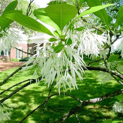 Apr 20, 2021 · a fringe tree can be a delightful addition to your garden if you are looking for a blast of white in the spring. Fringe Tree (Chionanthus virginicus) - Monticello Shop