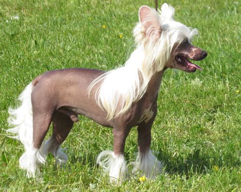 Always choose the mildest shampoo to get the job done. Chinese Crested Information - Dog Breeds at thepetowners