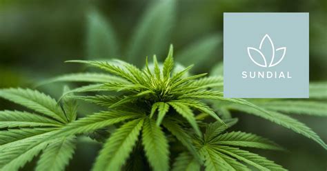 Should you invest in hexo (tsx:hexo)? Sundial Growers' (SNDL) Stock Forecast for 2021