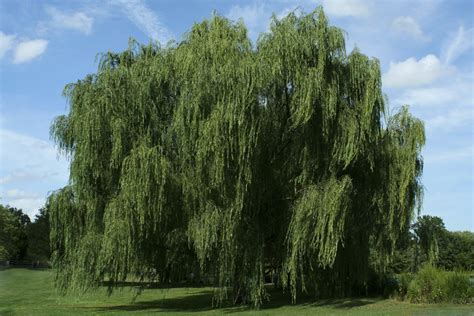 types of willow trees