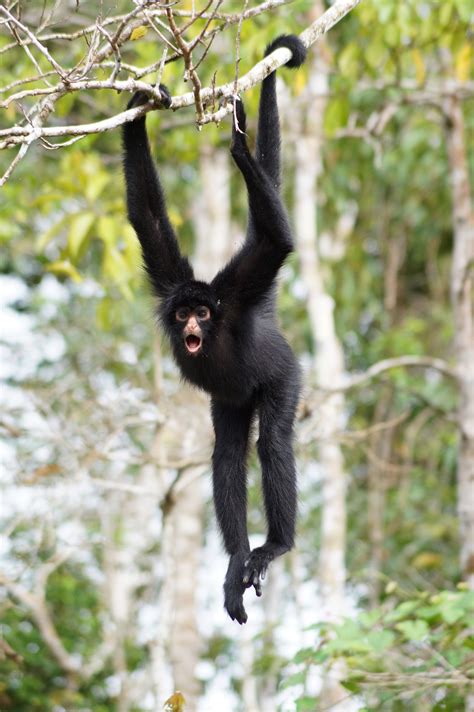 Amazon Jungle Animals Amazon Wildlife Peruvian Amazon