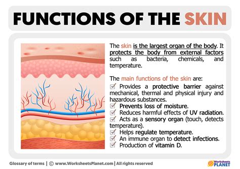 Functions Of The Skin
