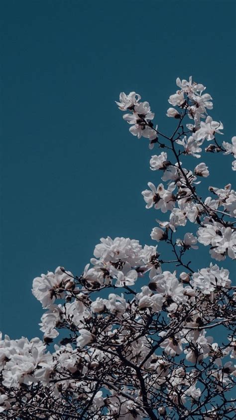 Blue Aesthetic Flowers Hd Phone Wallpaper Peakpx
