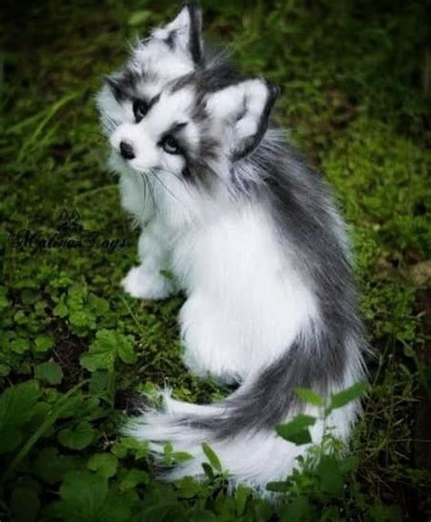 Canadian Marble Fox Is Basically A Husky But In Cat Version Animals