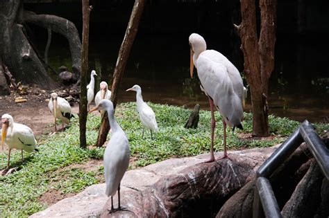 I have always loved animals and people found it hard to at 24 years old i figured it was about time i changed this.i was in taiping and had a few hours to kill. The Family at Zoo Taiping — The Good Weekender