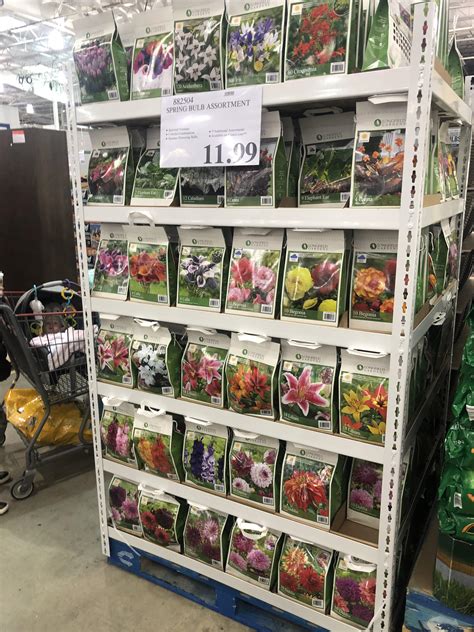 We did not find results for: Spring Bulbs from Costco- Anyone have any personal ...