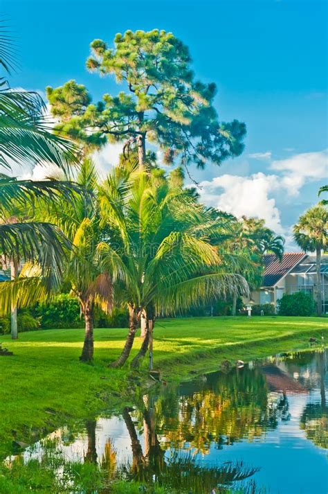 Southern Pine And Palm Trees On Edge Of Tropical Lake With Their