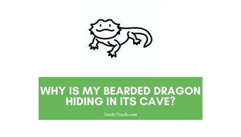 Why Is My Bearded Dragon Hiding In Its Cave