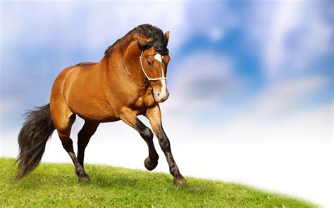 Horse Backgrounds Wallpapers Wallpaper Cave