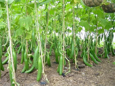 How To Grow Cucumbers How To