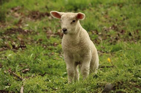 Lamb Sheep Animal Free Photo On Pixabay Pixabay