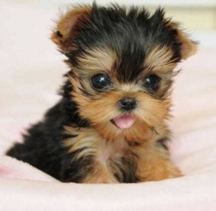 Litter of 4 beautiful maltese puppies available on feb 11th. AKC teacup yorkie puppies for Sale in Coopers, Louisiana ...