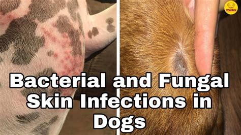 Skin yeast infections were first discovered and classified in 1839 by german professor of medicine johann lukas schoenlein. Bacterial and Fungal Skin Infections in Dogs || Happy Pet ...
