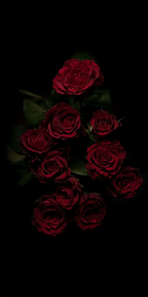 Free Download Iphone Wallpaper Garden Roses Red Rose Flower Floribunda