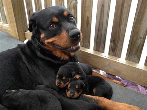 What if the child is a victim? How Do You Spell Rottweiler | PETSIDI