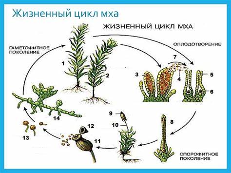 Похудела и цикл наладился Установите последовательность жизненного цикла мха кукушкина льна - фото Установите последовательность жизненного цикла мха кукушкина льна - фото Похудела и цикл наладился