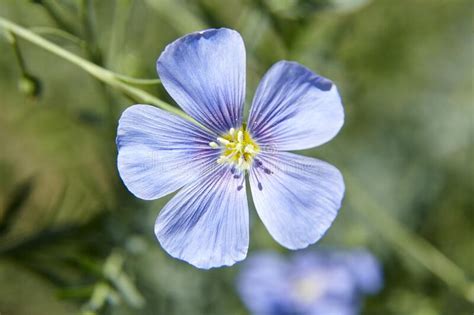 Blue Flax Flower Flax Blossom Stock Image Image Of Macro Beautiful