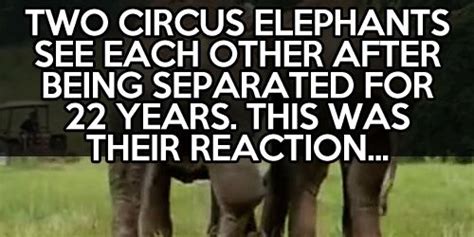 Two Elephant Best Friends Reunite After 22 Years Friends Reunited