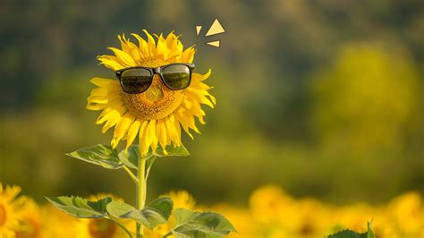 Jangan Lewatkan Contoh Gambar Bunga Matahari Yang Mudah Kekinian