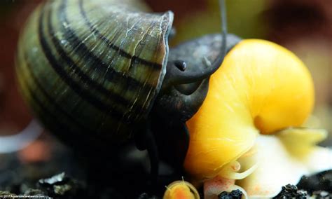 Lifespan Of A Mystery Snail Foliar Garden