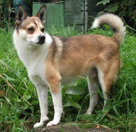 Norwegian Lundehund Dog Breed Information And Images K9 Research