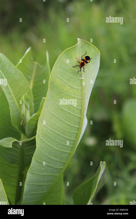 Orange Red Milkweed Bug On Milkweed Plant Stock Photo Alamy