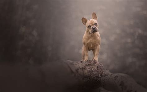 How To Photograph Dogs On Leads For Easy Editing That Photography Spot