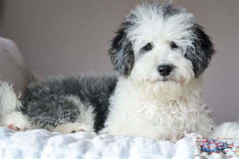 Mini Sheepadoodle Puppies