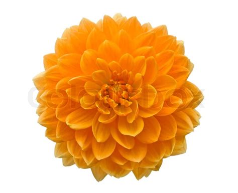 Beautiful Orange Flower On White Stock Image Colourbox