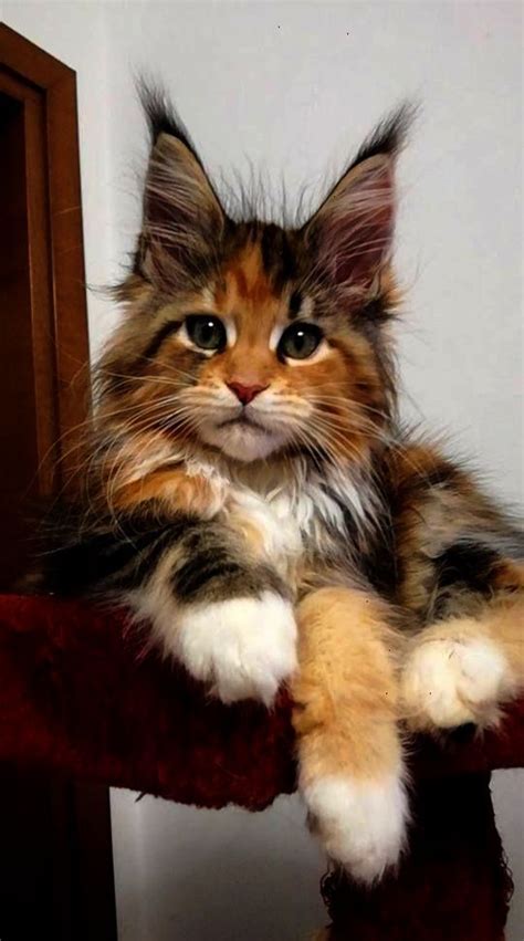 The maine coon breed holds the guinness world record for the longest domestic cat breed. Maine Coon Kittens For Sale Craigslist Nc