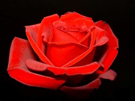 We did not find results for: Fond écran - Rose rouge - ChezMaya