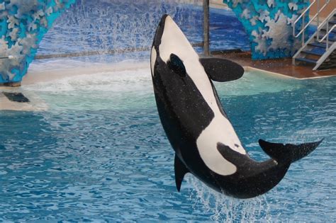 Shamu Free Photo Download Freeimages